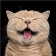 aHR0cHM6Ly9jZG4wLndvb2x3b3J0aHMubWVkaWEvY29udGVudC93b3dwcm9kdWN0aW1hZ2VzL21lZGl1bS8zODU4MzIuanBn